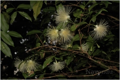 Syzygium laetum